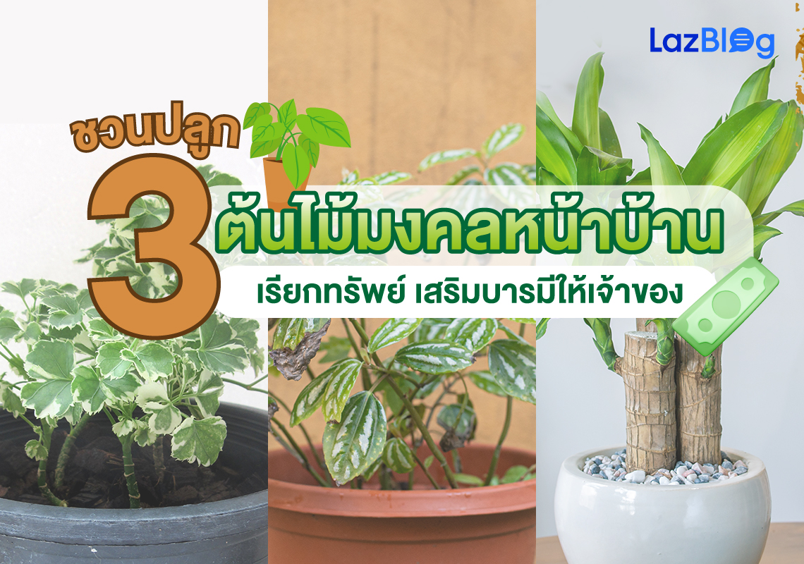 ต้นไม้มงคลหน้าบ้าน