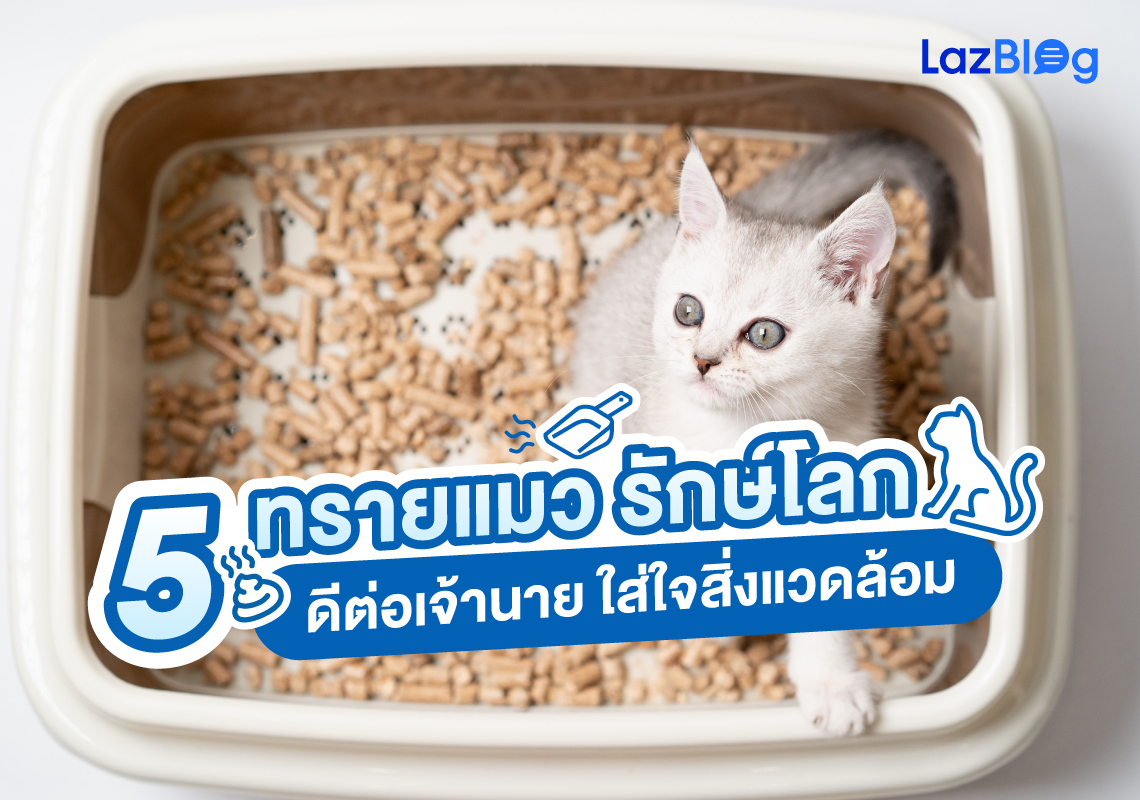 Lazblog_ทรายแมว