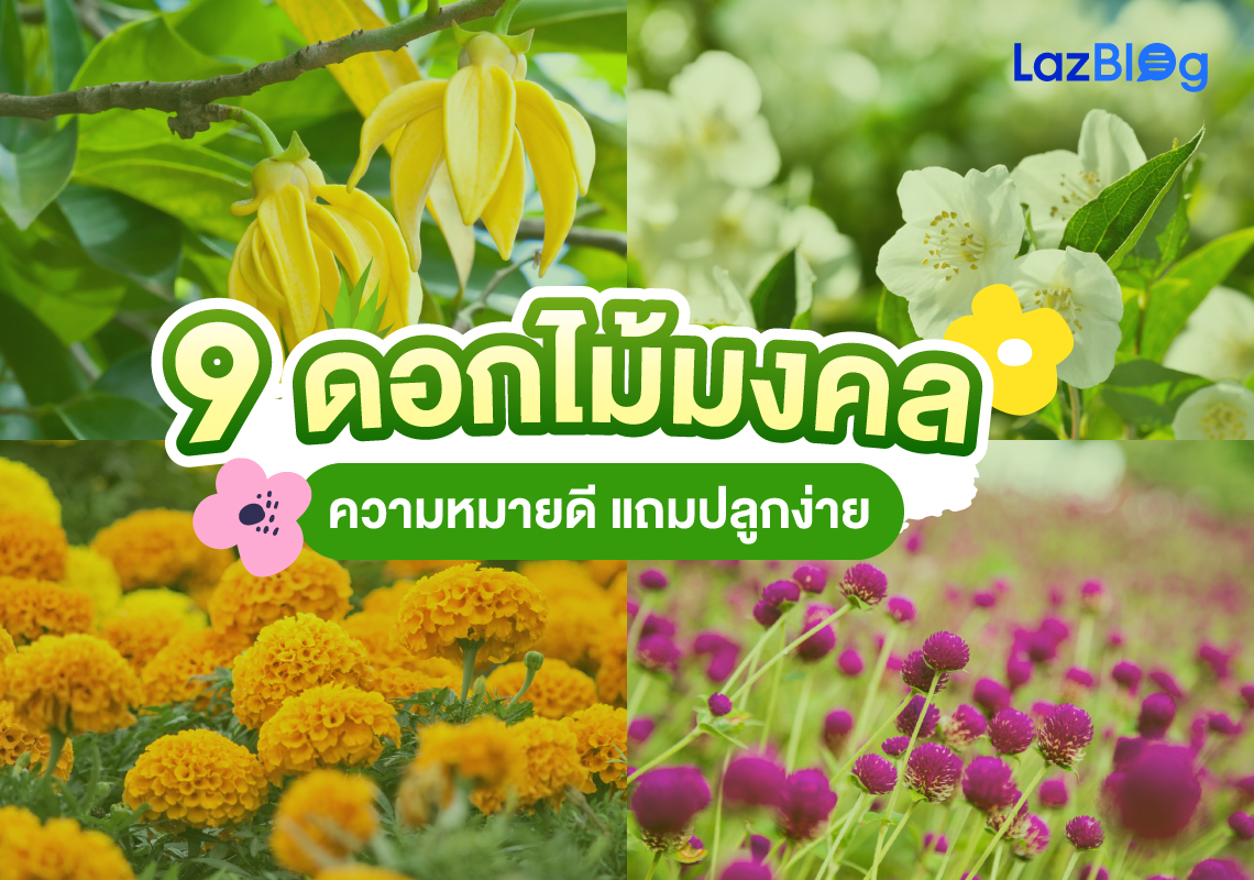 9 ดอกไม้มงคล ความหมายดี แถมปลูกง่าย