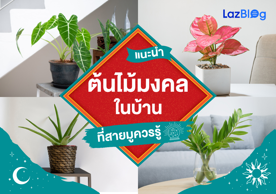 แนะนำ ต้นไม้มงคล ในบ้าน ที่สายมูควรรู้